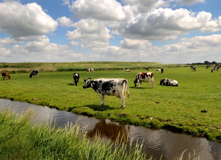 Heeft verpachter recht op deel fosfaatrechten?